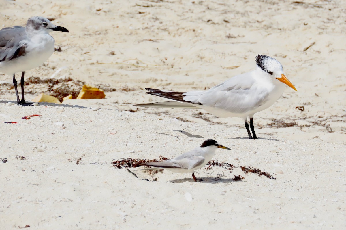 Least Tern - ML624104317