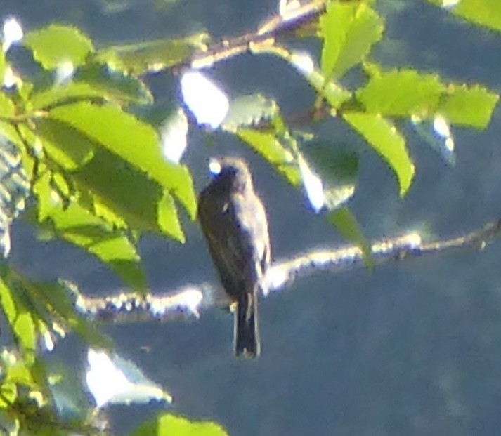 Black Phoebe - ML624104320
