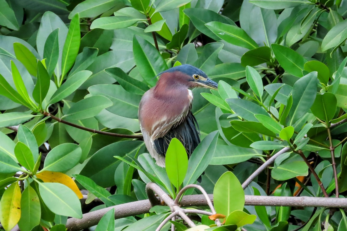 Green Heron - ML624104333