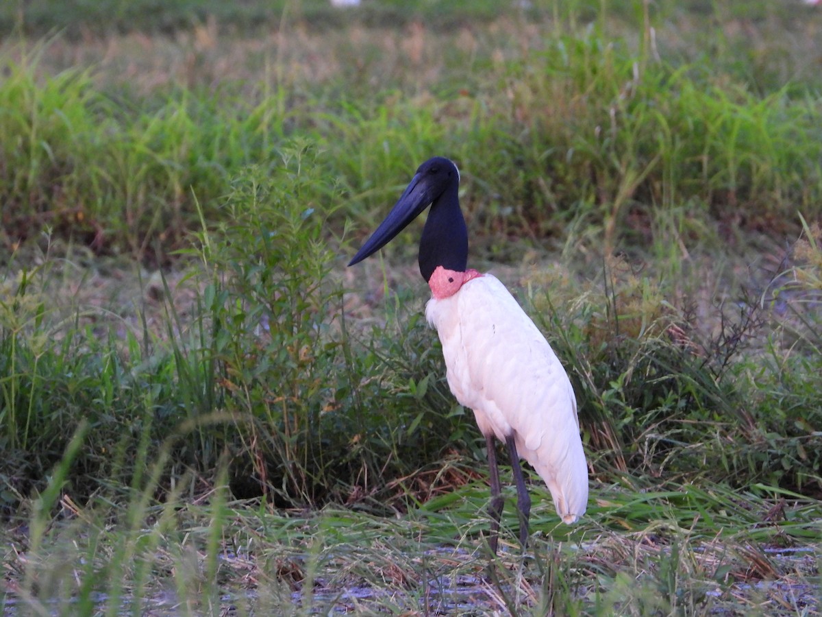 čáp jabiru - ML624104353