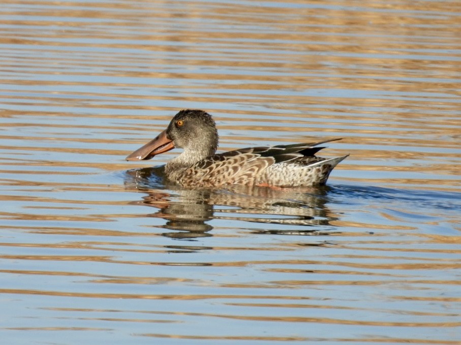 Northern Shoveler - ML624104357