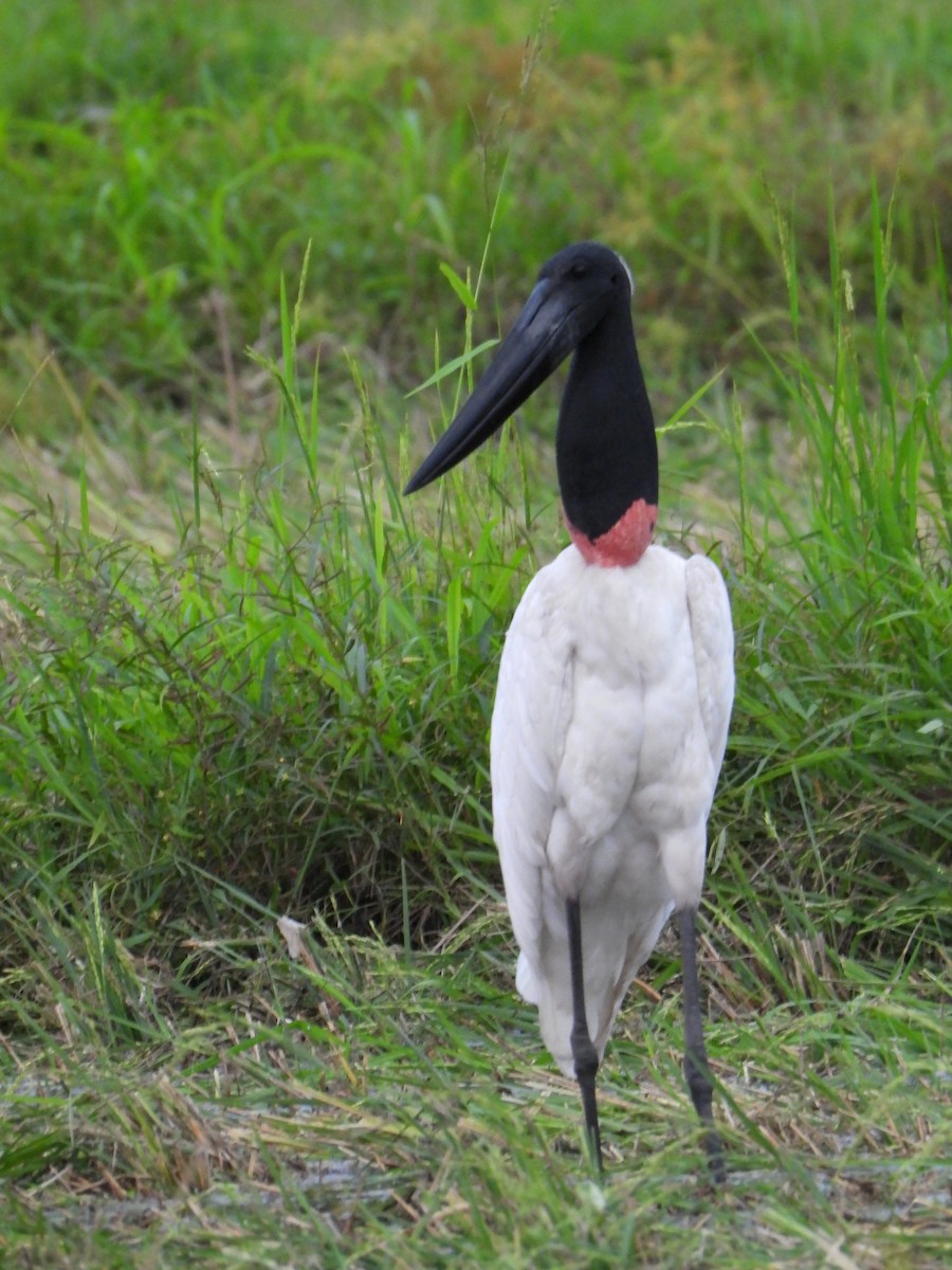 Jabiru - ML624104363