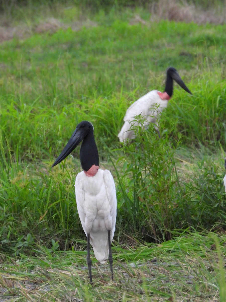 Jabiru - ML624104364