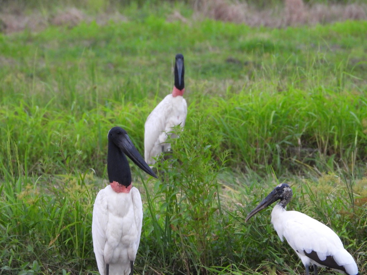 čáp jabiru - ML624104365