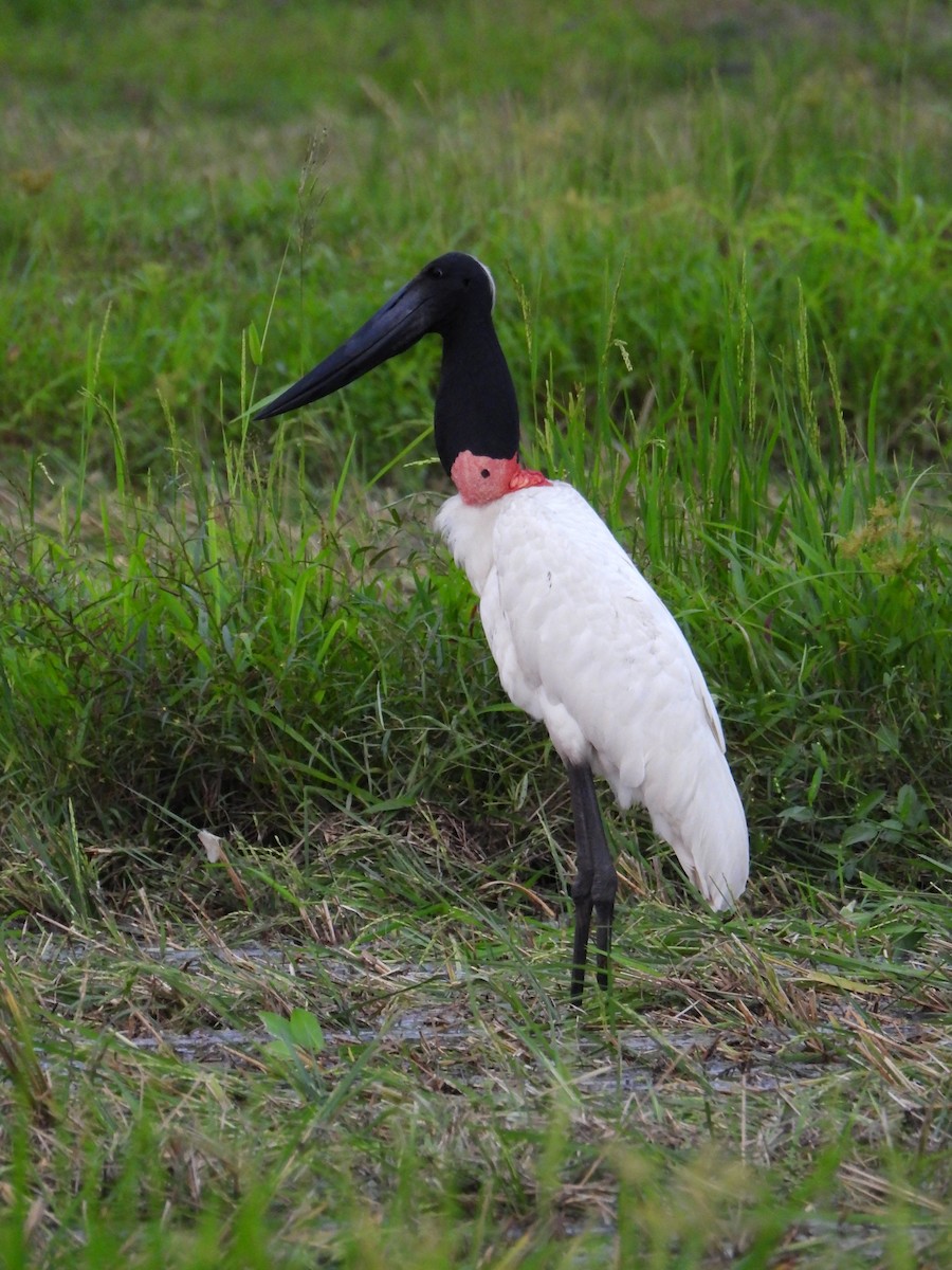 čáp jabiru - ML624104366