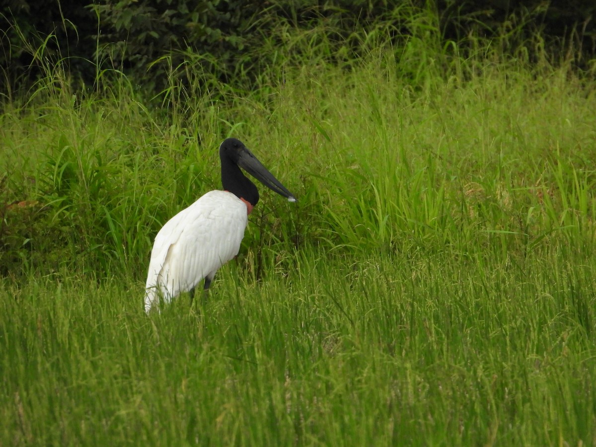 čáp jabiru - ML624104367