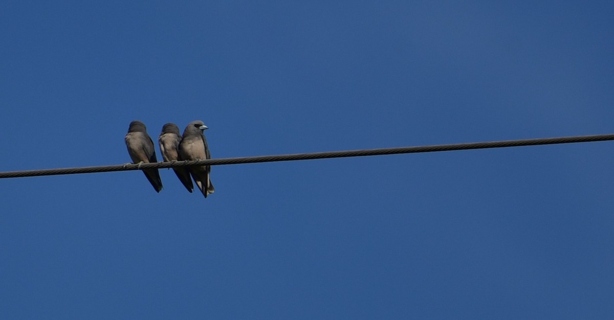 Ashy Woodswallow - ML624104368