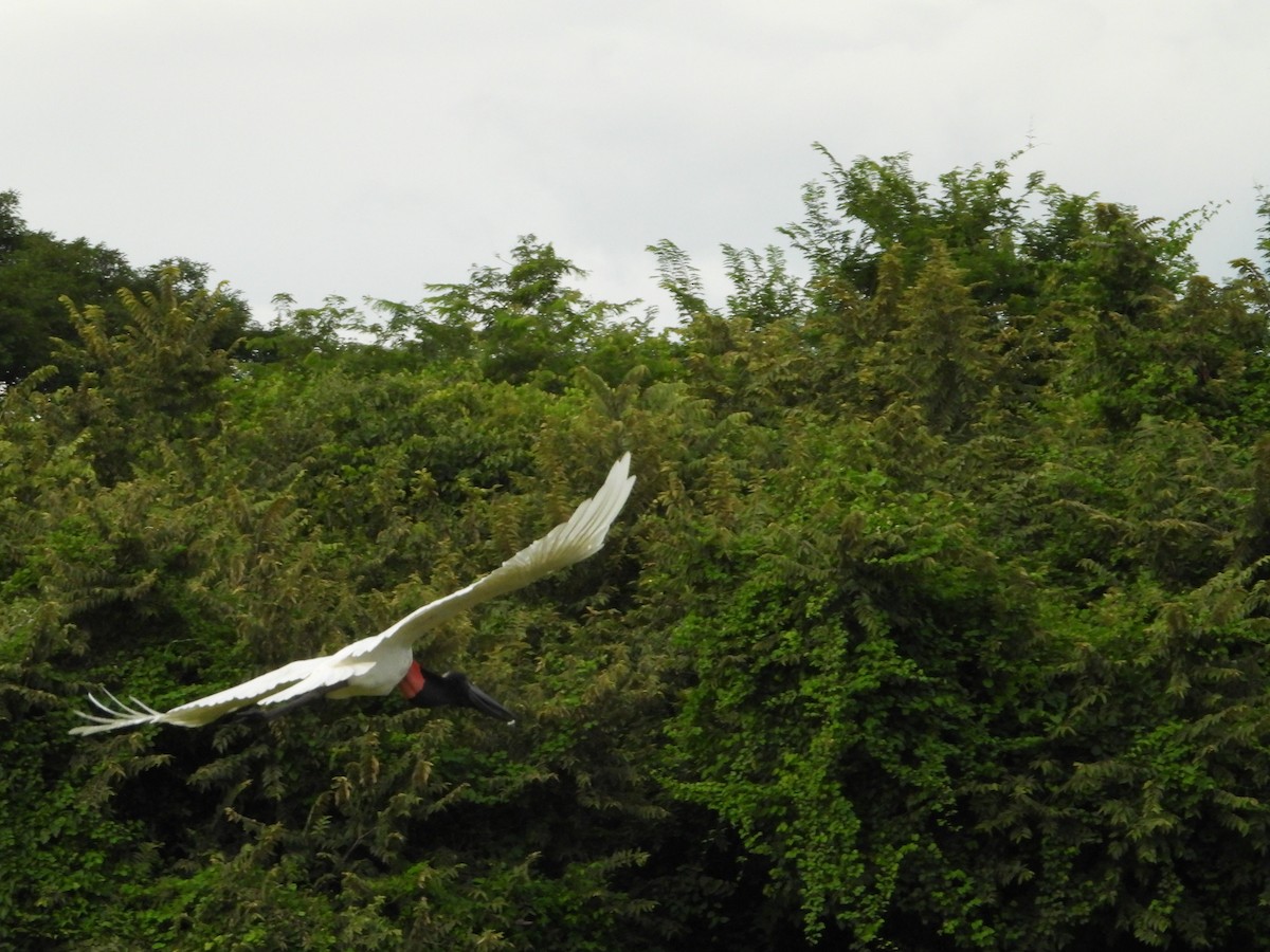 Jabiru - ML624104373