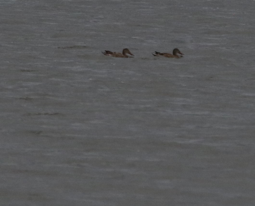 Northern Shoveler - ML624104374