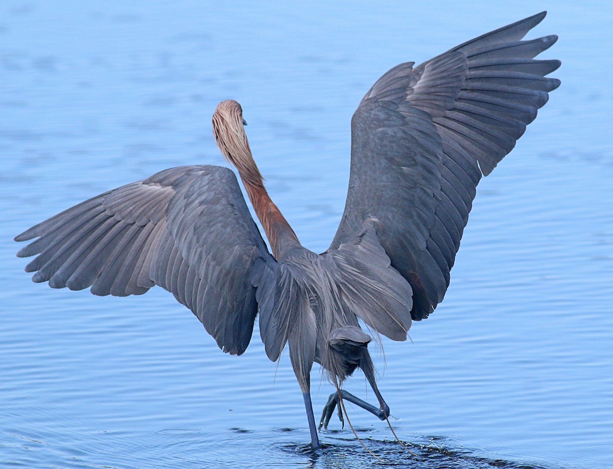 Reddish Egret - Charity Hagen