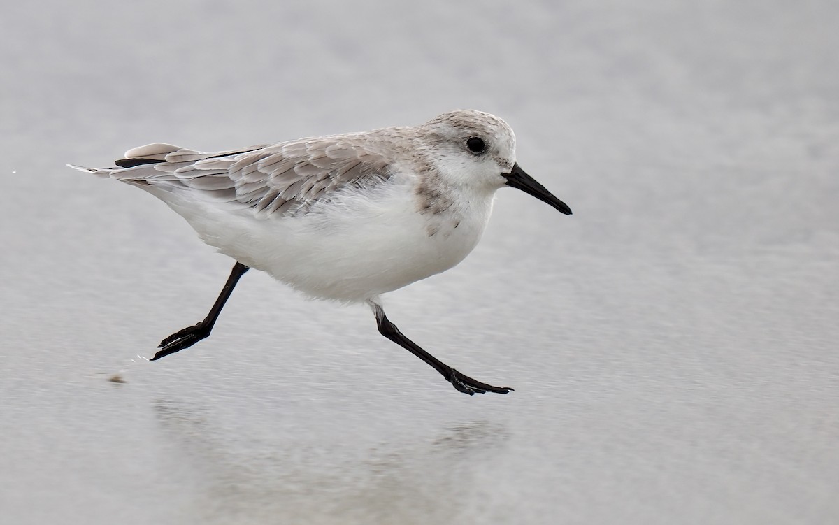 Sanderling - ML624104411