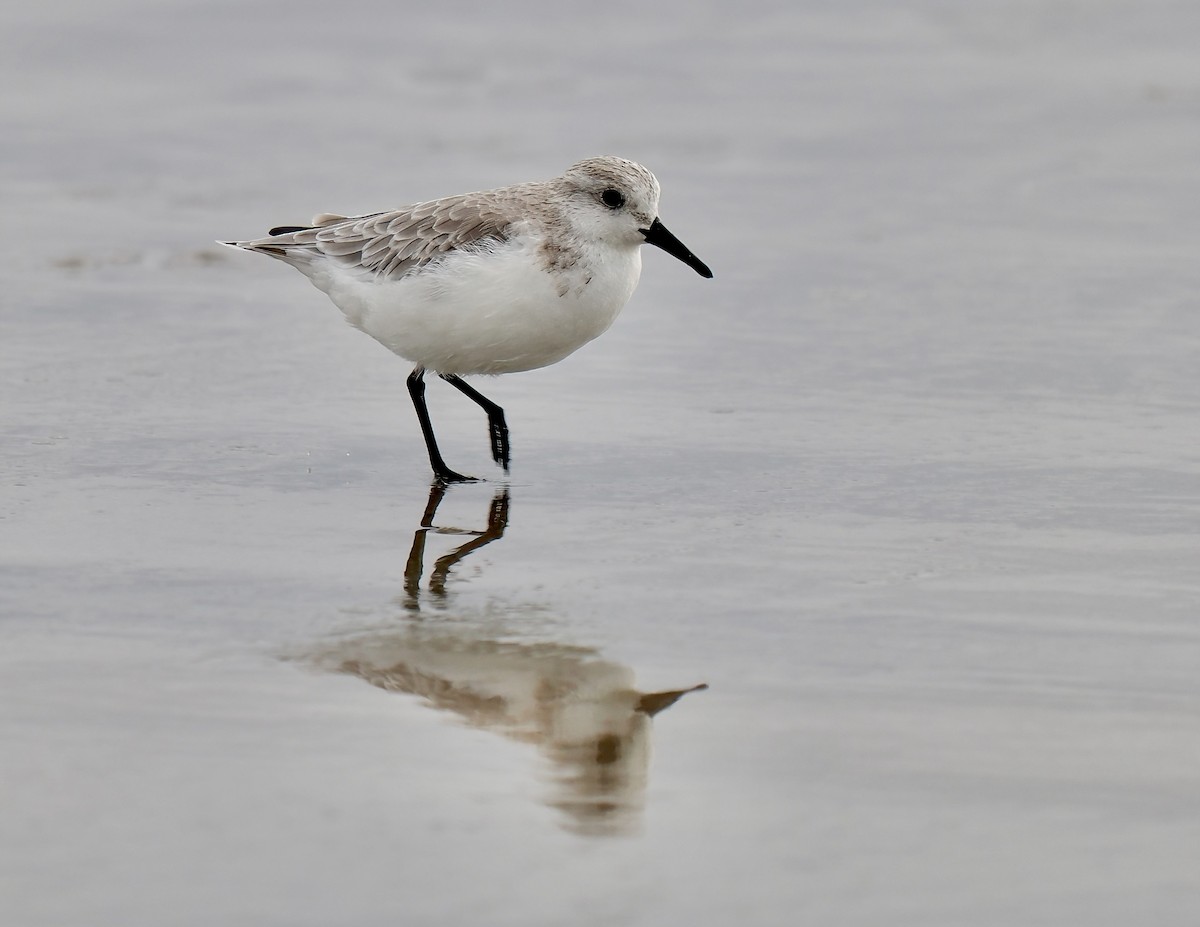 Sanderling - ML624104412