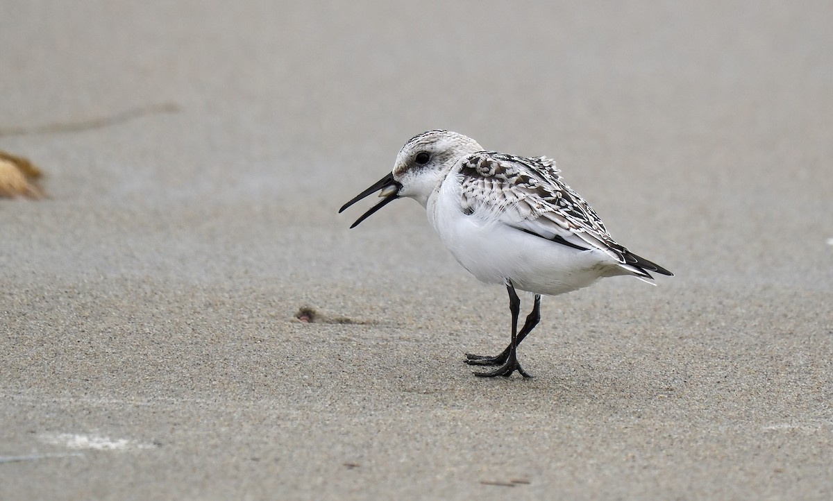 Sanderling - ML624104413