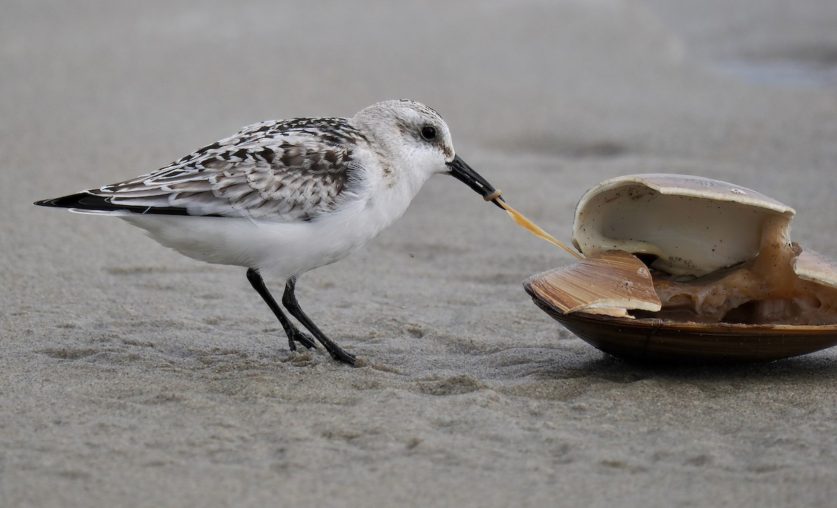 Sanderling - Ken Winkler