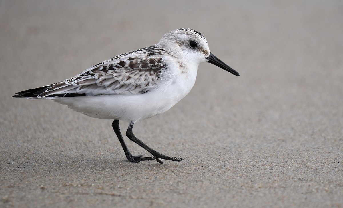 Sanderling - ML624104416