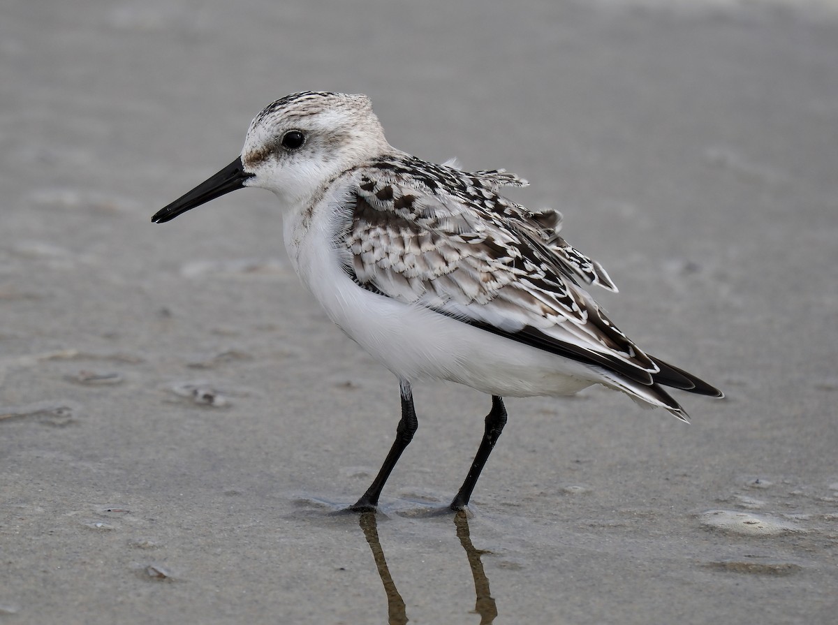 Sanderling - ML624104417