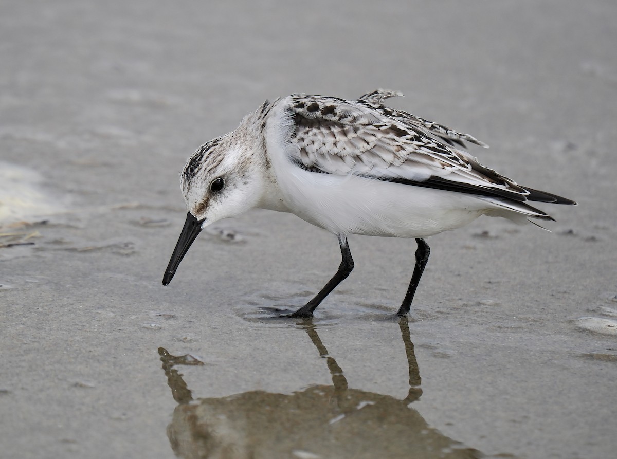 Sanderling - ML624104418