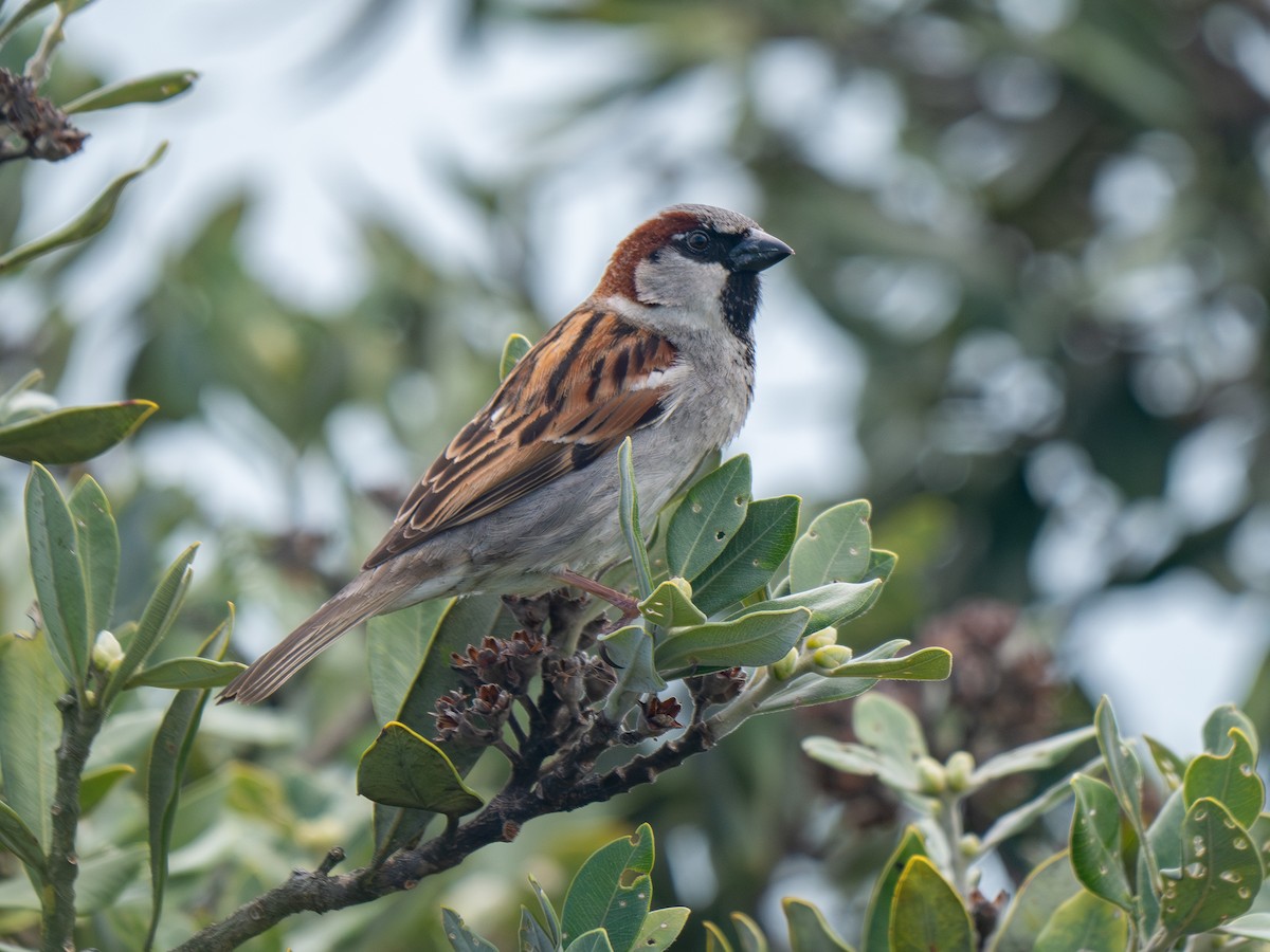 House Sparrow - Mike Bickerdike