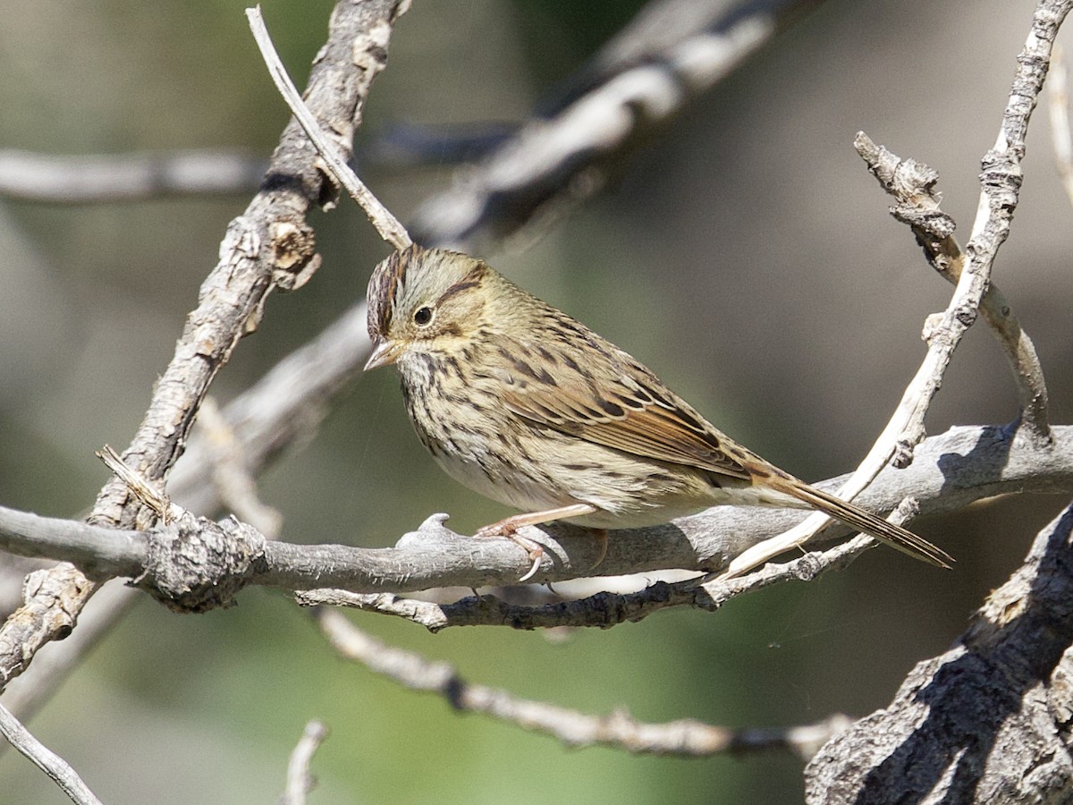 Lincoln's Sparrow - ML624104515