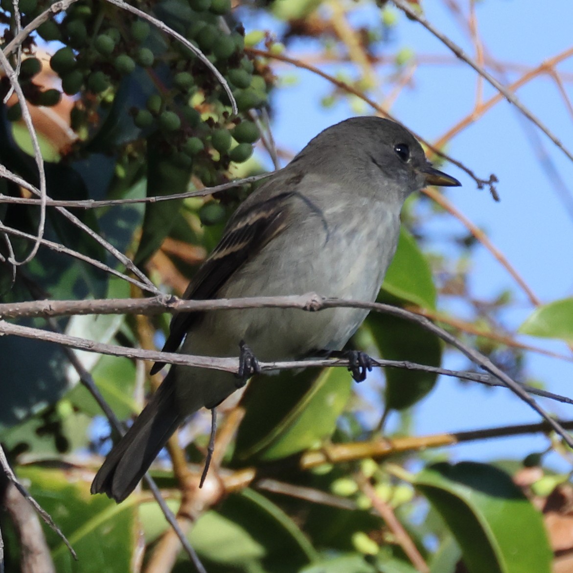 new world flycatcher sp. - Gregory Luckert