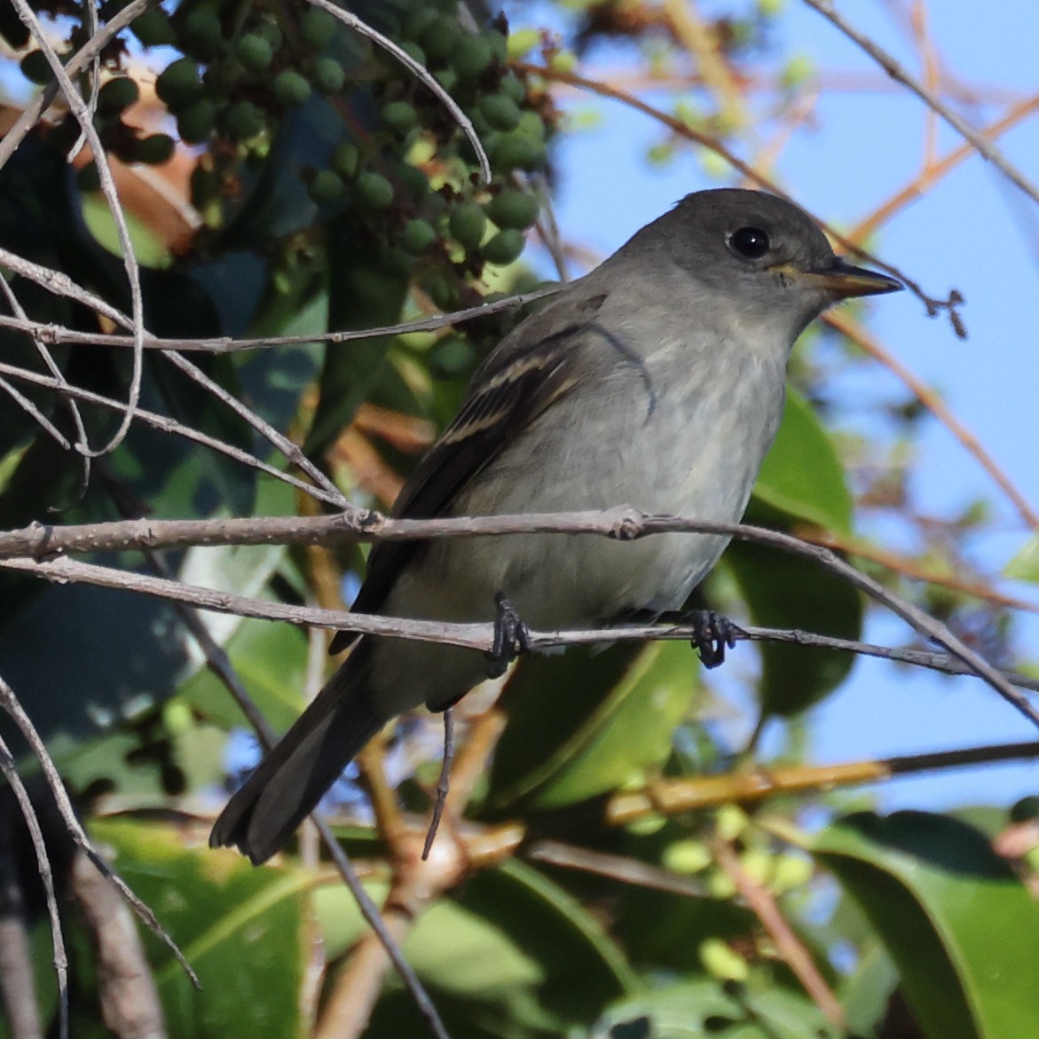 new world flycatcher sp. - Gregory Luckert