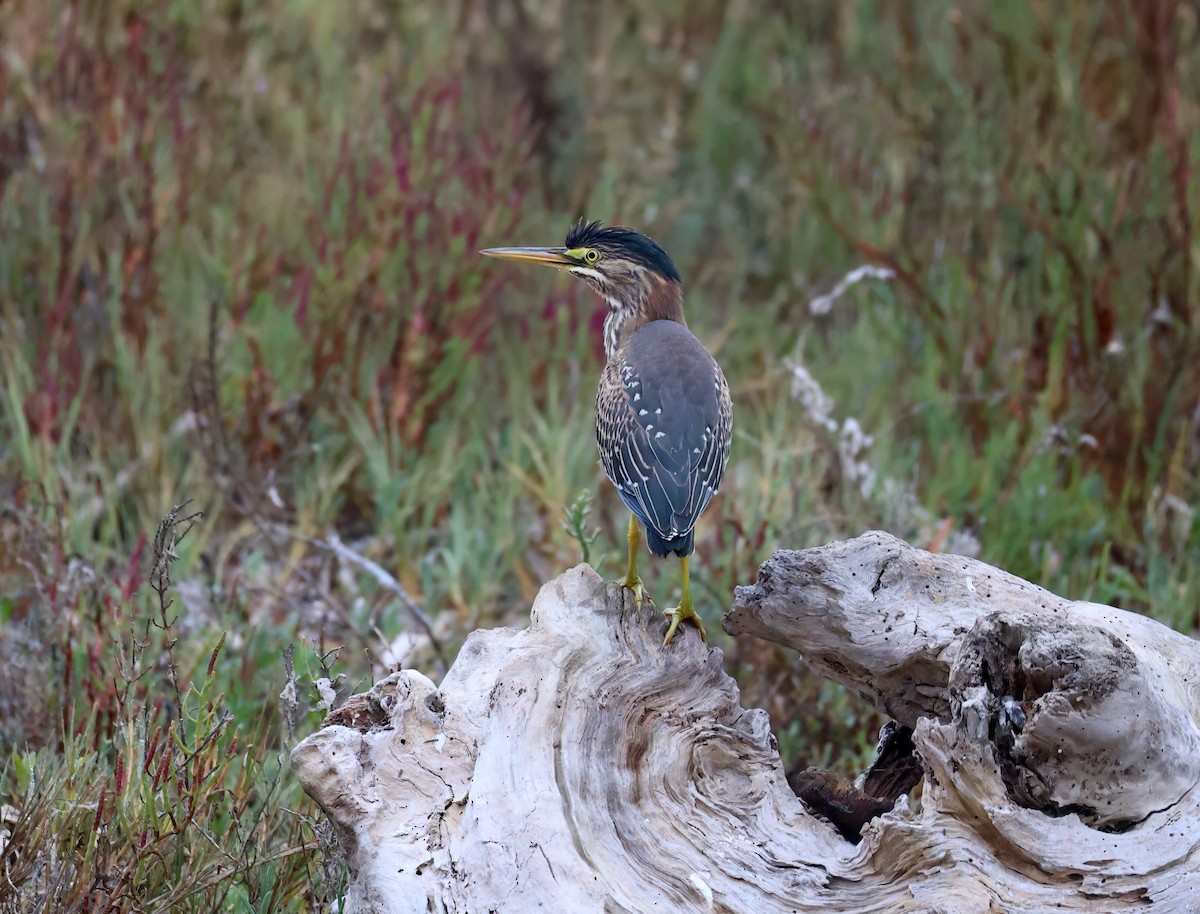 Green Heron - ML624104552