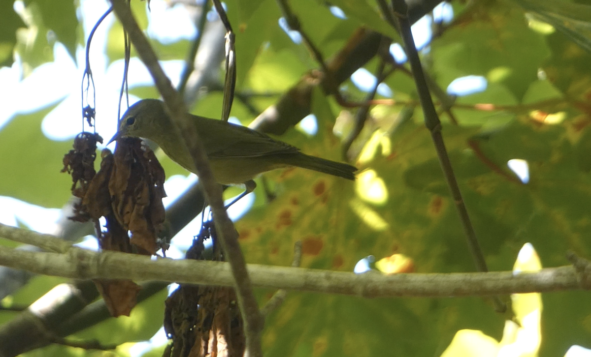 Orange-crowned Warbler (sordida) - ML624104553