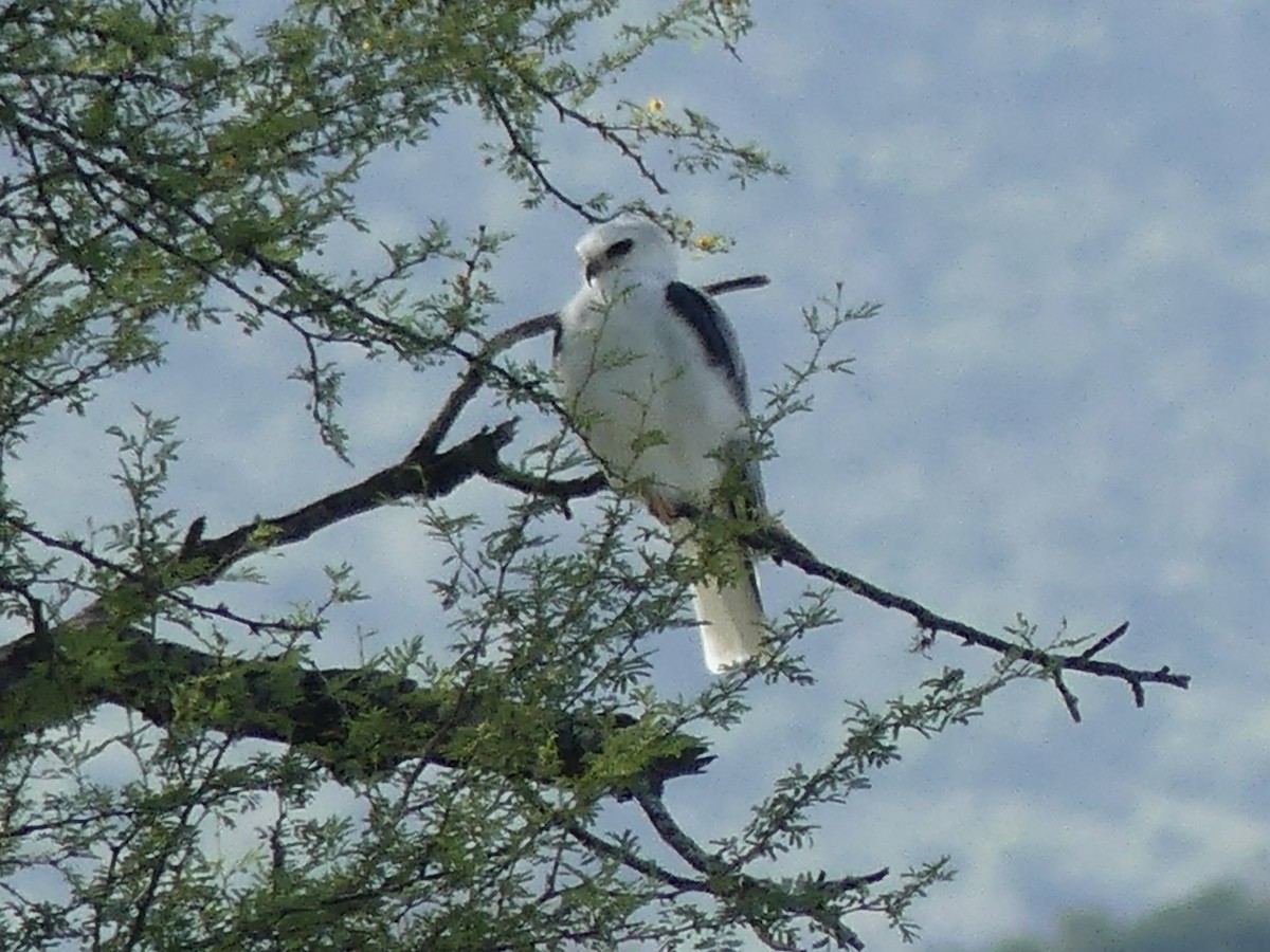 White-tailed Kite - ML624104557