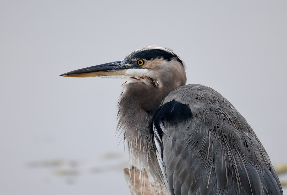 Great Blue Heron - ML624104559