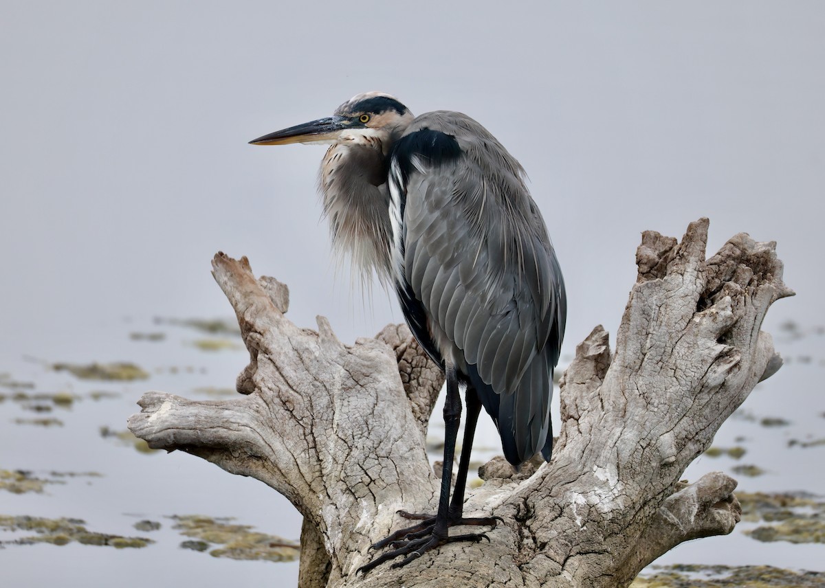 Great Blue Heron - ML624104560