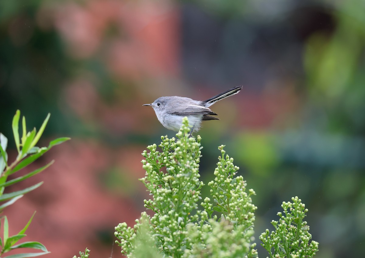 Blue-gray Gnatcatcher - ML624104567