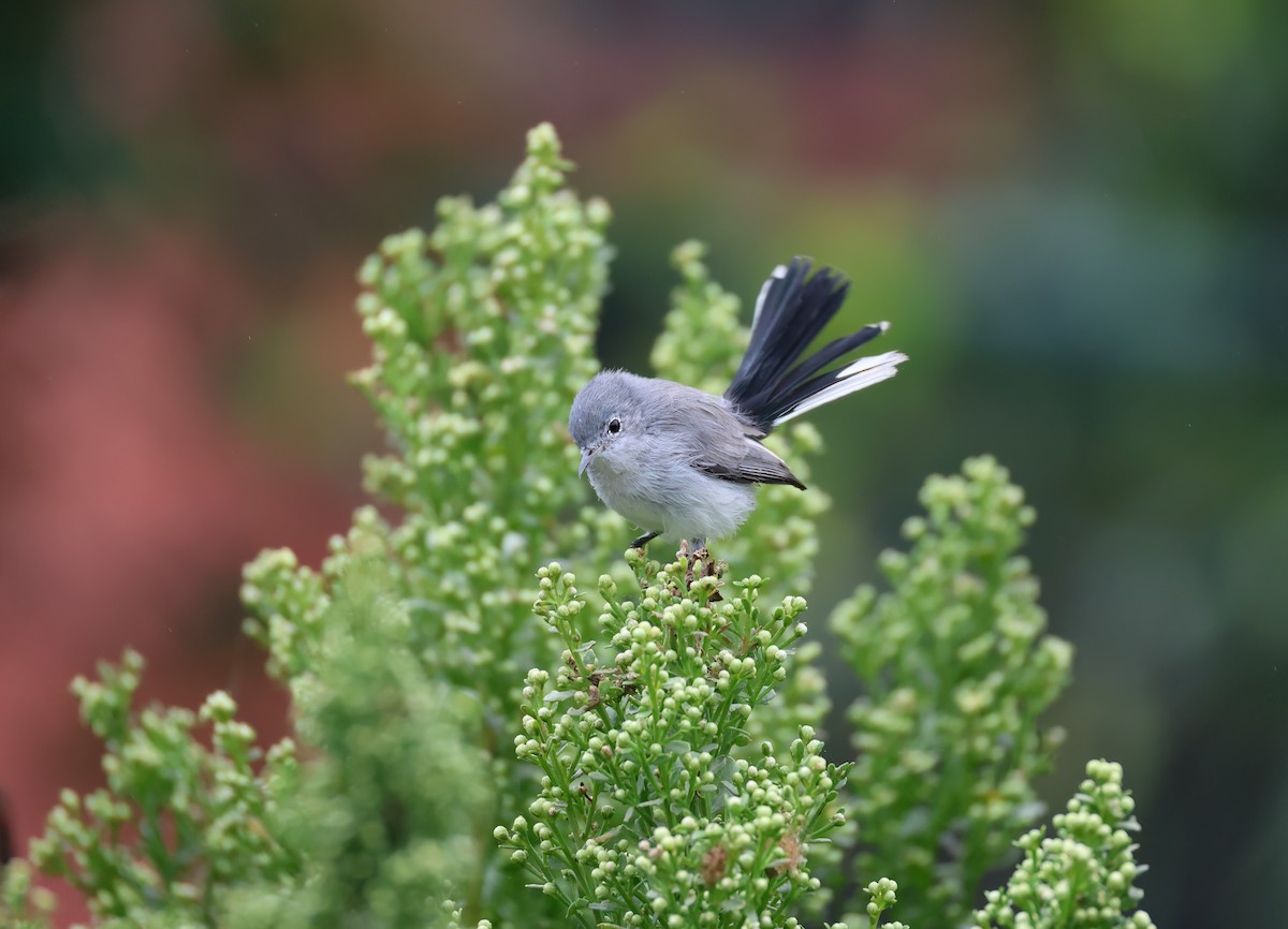 Blue-gray Gnatcatcher - ML624104568