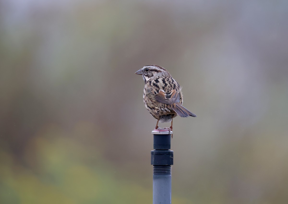 Song Sparrow - ML624104569