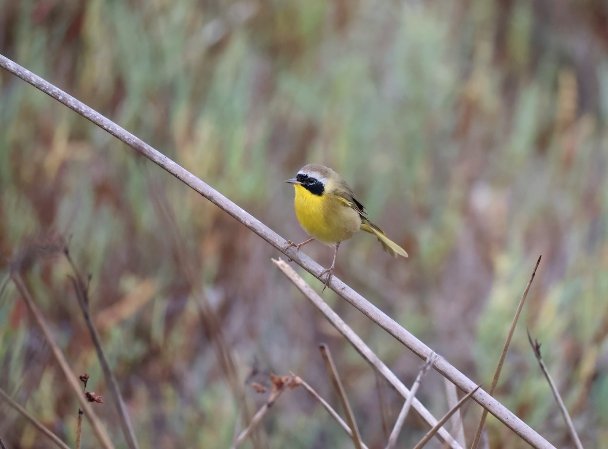 Common Yellowthroat - ML624104575