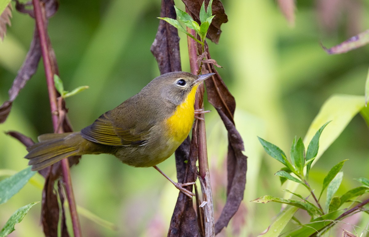 Common Yellowthroat - ML624104584