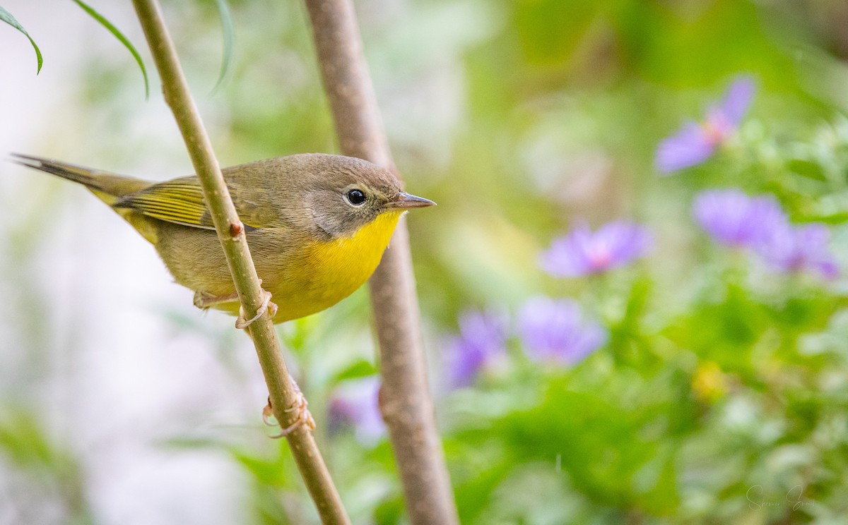 Common Yellowthroat - ML624104585