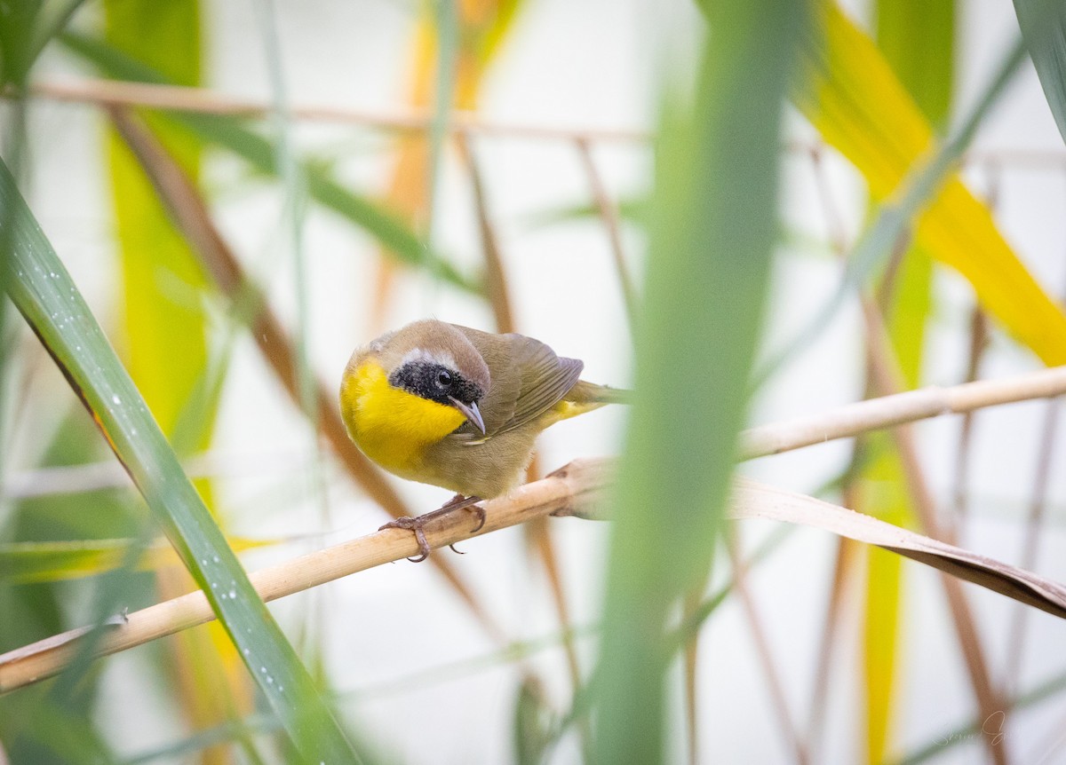 Common Yellowthroat - ML624104586