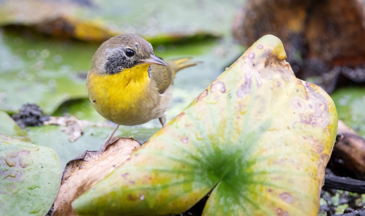 Common Yellowthroat - ML624104587