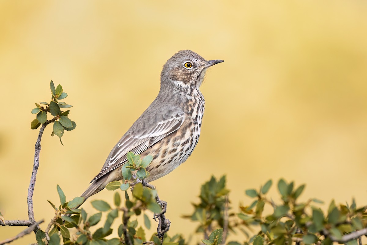 Sage Thrasher - ML624104591