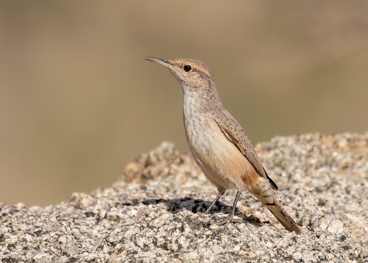 Rock Wren - ML624104610