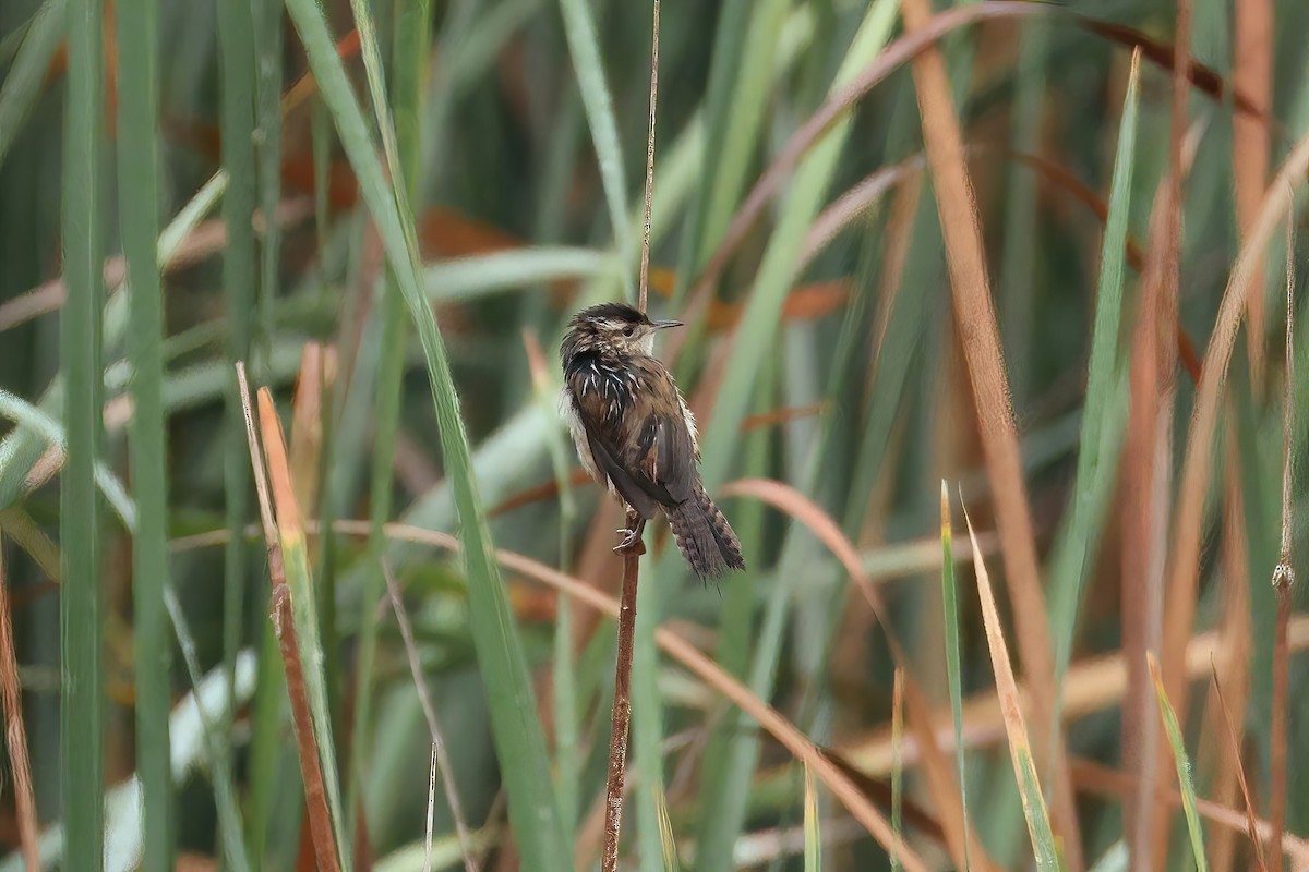 Marsh Wren - ML624104615