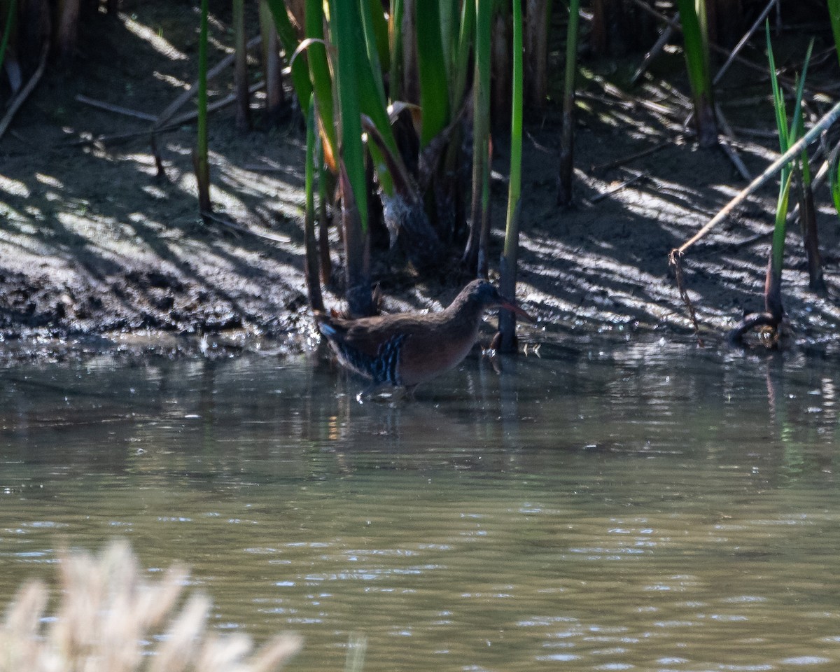 Virginia Rail - ML624104621