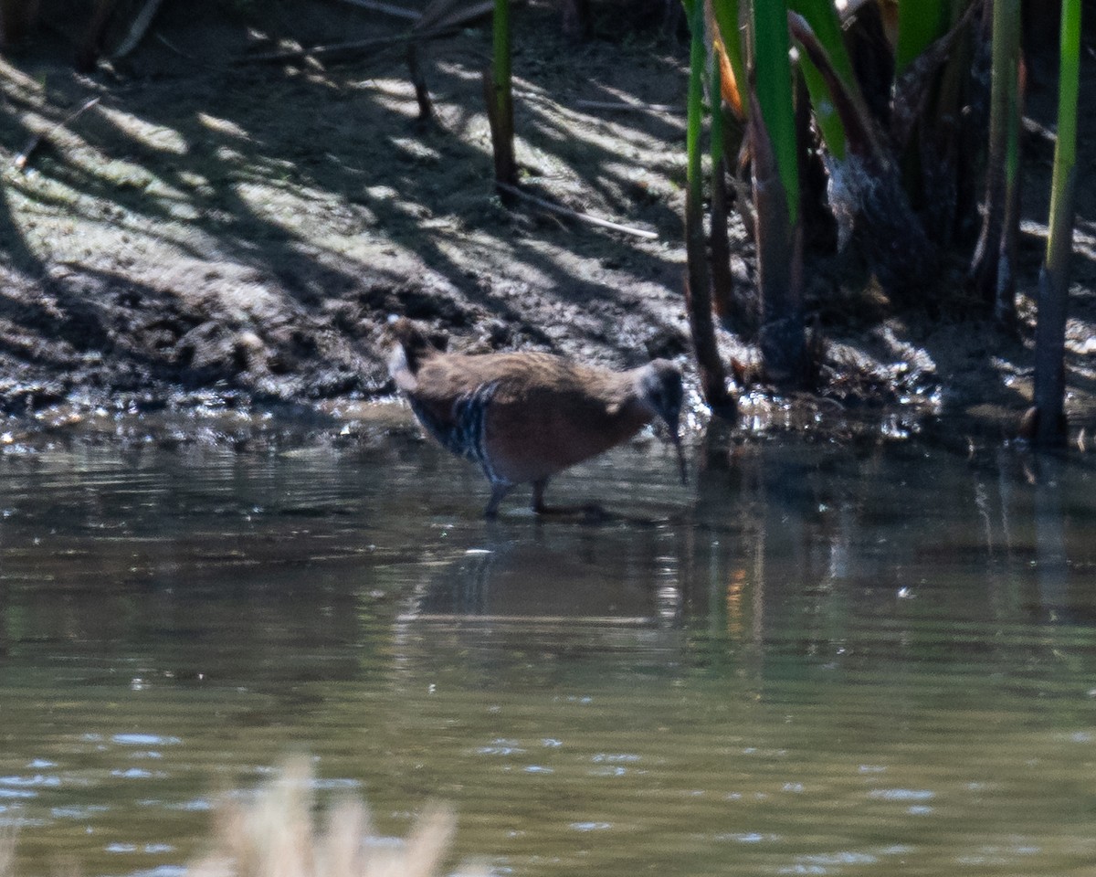 Virginia Rail - Julian Johnson