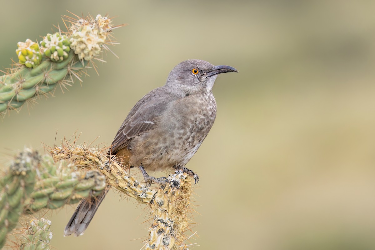 Curve-billed Thrasher - ML624104623