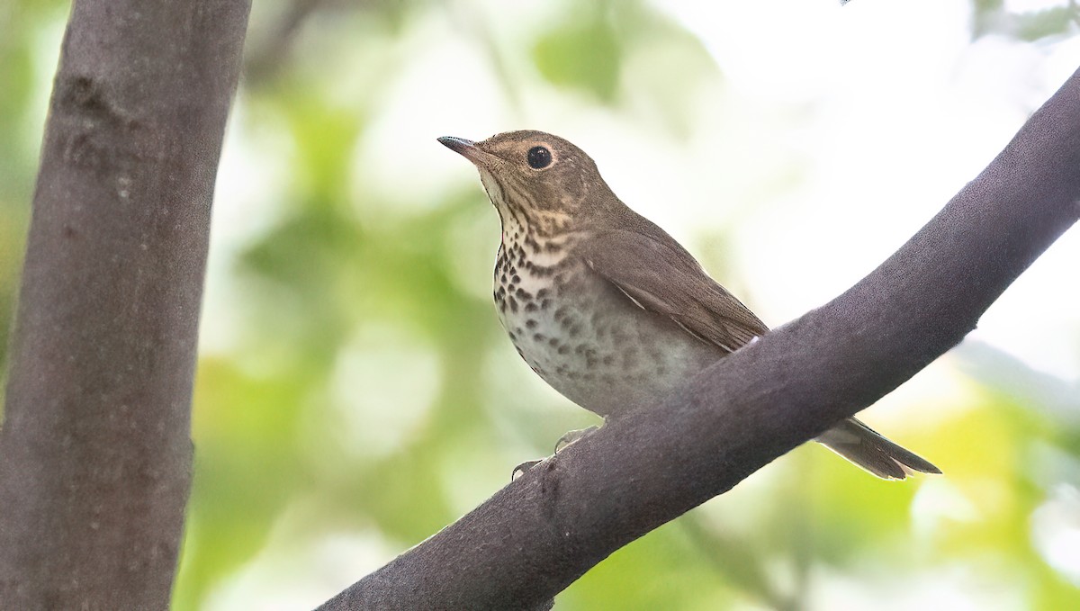 Swainson's Thrush - ML624104632