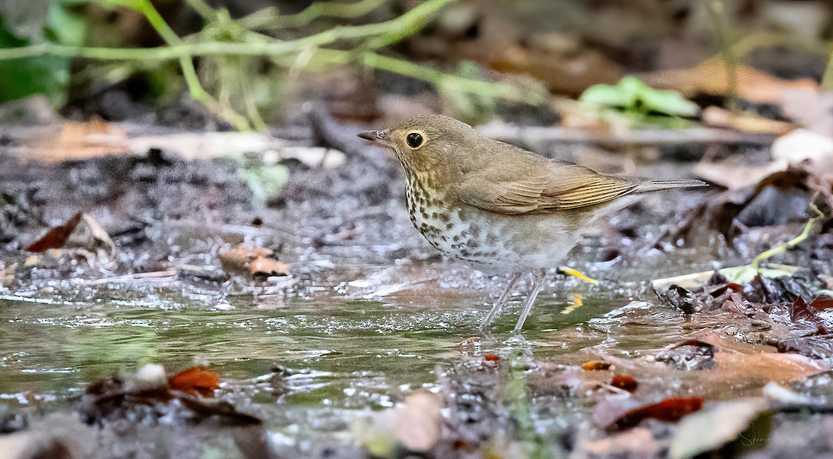 Swainson's Thrush - ML624104633