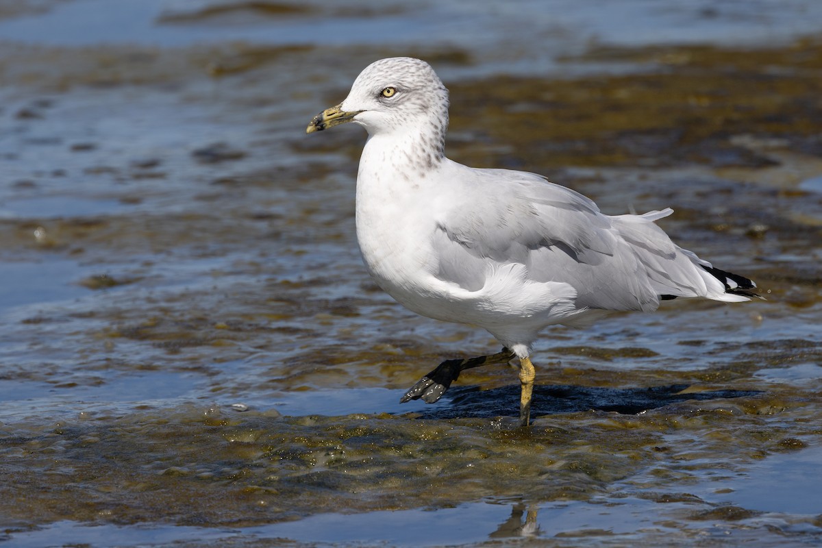 Ring-billed Gull - Gaurav Manglik