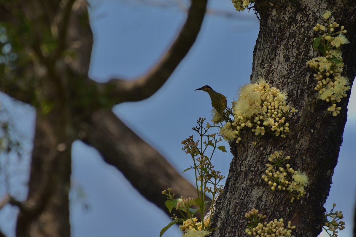 Macleay's Honeyeater - ML624104649