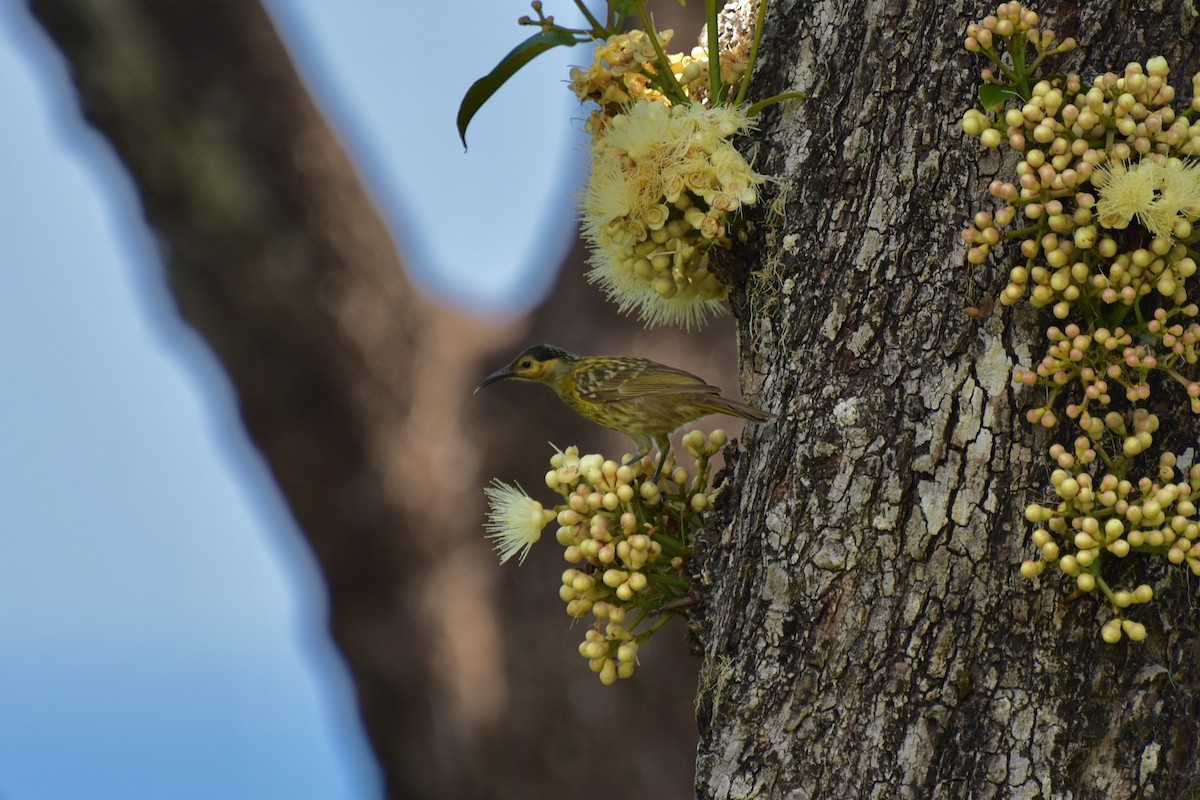 Macleay's Honeyeater - ML624104668