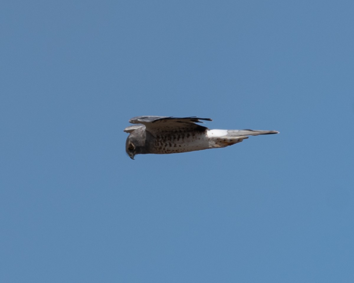 Northern Harrier - ML624104670